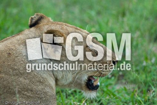 Löwen (59 von 69).jpg